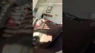 Kitten plays with shadow