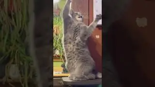 Super Cute Cat Antics Compilation 😺 Funny, Adorable & Heartwarming Cat Clips #catsofyoutube