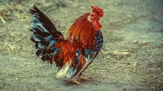 The Best Chicken Sound Effects