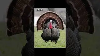 2023 turkey bird 🦃 and 5000 bce turkey bird || mythical biology || #greekmythology