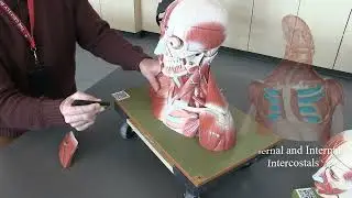 Somso Models- Muscles of the Head, Neck, and Trunk