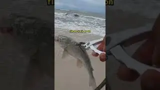 Ядовитый сом?!