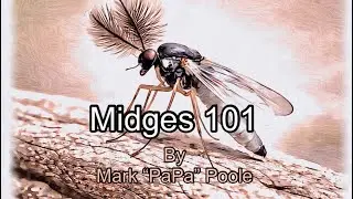 Midge Lifecycle 