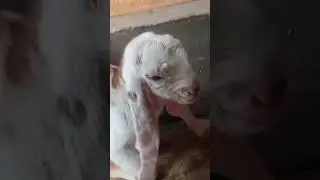 jamna pyari🥰🥰