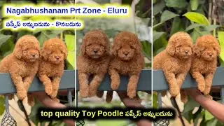 top quality toy poodle puppies for sale in telugu/94904 33969 /aj pets