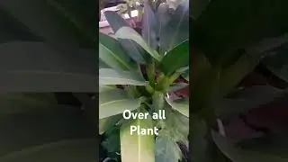 Out door plant