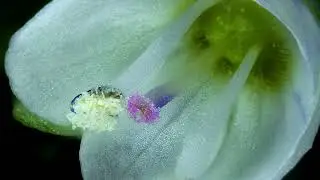 Self-pollination in a flower of thymeleaf speedwell (Veronica serpyllifolia)