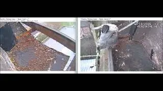 Derby Peregrines Brief bonding 13:22 18th Jan 2026