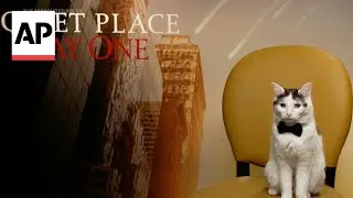 Meet the REAL star of 'A Quiet Place' prequel: Schnitzel, cat actor