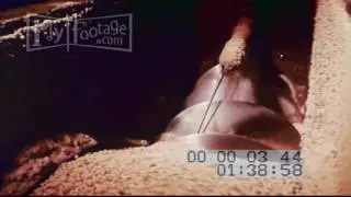 1950s Computerized Feeding Plant