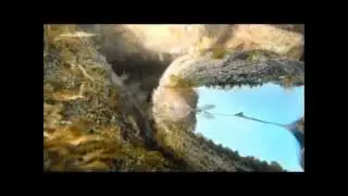 Epioblasma capsaeformis mantle display from above