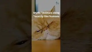 Animals Sleep Like Us? 😺 Cat Sleep