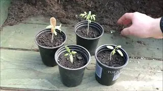 How To Grow Tomatoes On A Windowsill (Part 1, Sowing Seeds)