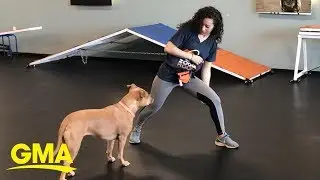 Here&rsquo;s how to work out with your dog at home | GMA