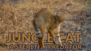 Jungle Cat - A Stealthy Predator | Felis chaus | Reed Car | Swamp cat