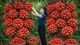 Harvesting GIANT Red Salak Fruits (Snake Fruit) to Sell | The Tree Is Completely Covered