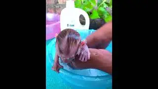 Monkey Wiki Take A Bath So Fresh 😘