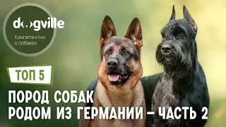 Top 5 Dog Breeds Originating in Germany &ndash; Part 2