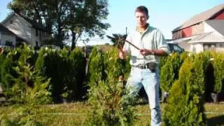 Pruning of Thuja