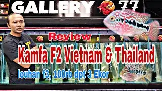 Review louhan kamfa F2 Vietnam & kamfa F2 thailand.Di gallery arwana 77 #ikanlouhankamfa #kamfa 