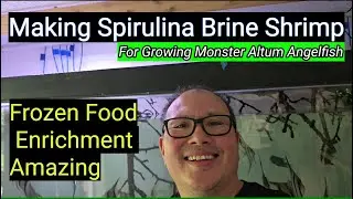 MAKING SPIRULINA BRINE SHRIMP FOR GROWING MONSTER ALTUM ANGELFISH