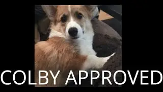NuVet Plus: Colby Approved | Video Submission from NuVet Labs Customer | Dog Vitamin Supplements
