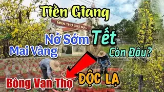 Thôi Xong Nguy Cơ Mất Tết Mai Vàng Cúc Mâm Xôi Nở Rộ Độc Đáo Tiền Giang Đi Bài Bông Vạn Thọ 2 Tầng