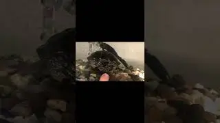 Interactions with the personable turtle #turles #cute #tortoise