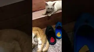 Cleaning himself #babycat #catlover #catscatscats