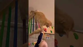 TheWarningPaw🙀#catandbaby #toddlerlife #catshorts #babyshorts #funnytoddler #funnycats #catpaw #fyp