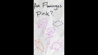 What Colour are Flamingos, Really?- AO E2