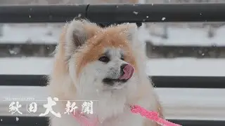 【秋田犬新聞】一人と一匹の大阪旅　大館市の角田さんと桃笑