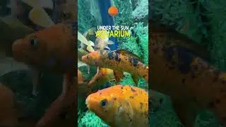 Under The Sun Aquarium Udaipur 🐠 | India&rsquo;s First 3D Selfie Aquarium 📸 | Udaipur Tourism