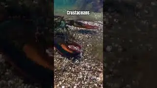 🦞 Crustaceans Explained - Crustacean Definition #definition #dictionary