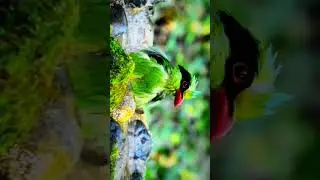 Common Green Magpie#birds #shortreels
