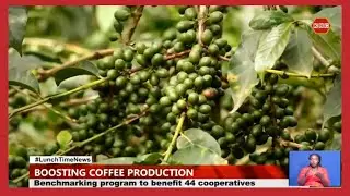 Cooperatives seek to increase coffee Production