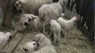 Troupeau de mouton Thônes et Marthod au salon de l'agriculture 2013