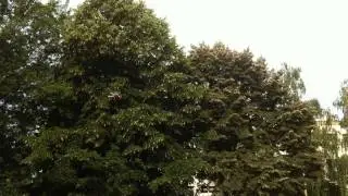 MegaPirate test flight