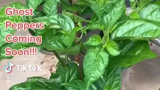 Ghost Peppers are on the way
