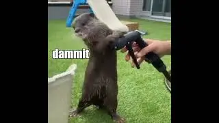 Otter vs Hose