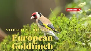 Der Stieglitz - Carduelis Carduelis - Distelfink - European Goldfinch