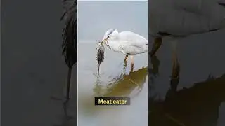 Nature's Fiercest Hunters: Bird Feeds on Rat in Dramatic Water Showdown! #birdbehavior