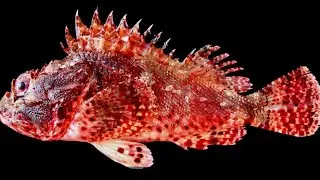 First time cleaning the SCORPION FISH