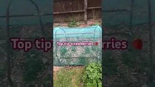 Protecting strawberries 🍓 #allotmentlife #growyourownfood #allotment