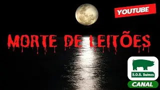 SUINOCULTURA: MORTE DE LEITOES NA PRIMEIRA SEMANA