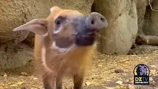 Meet Our New Red River Hogs!