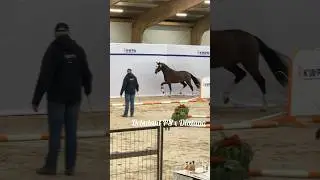 After- keuring, selected KWPN stallions season 2024/2025