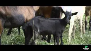 Pastorada a Gav&agrave;s