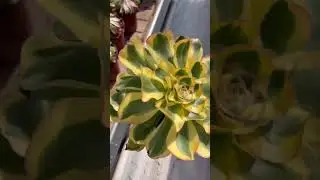 Aeonium arboreum var. holochrysum #succulents  #aeonium #succulentforsale #suculentas