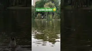 Upside Down Duck 😮 wow #duck #birdwatching #boston #centralpark #manhattan #nyc #bostonconmon